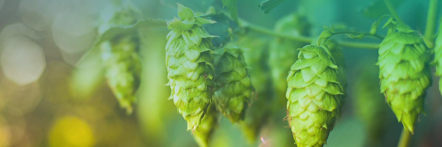 Hopbox_pl's profile banner image