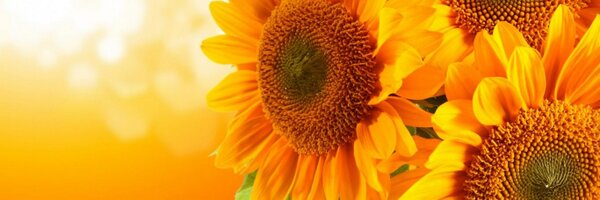 Serena_Tar Profile Banner