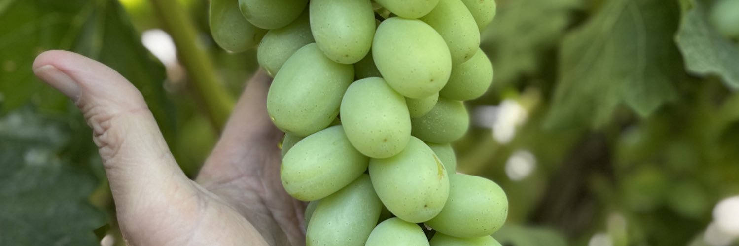 Robert Carian banner