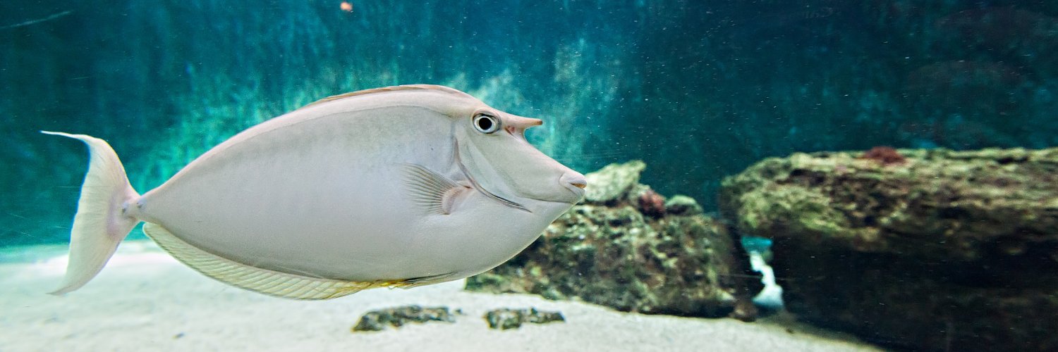 Aquarium de Vendée (@AQUARIUMVENDEE) / Posts / X