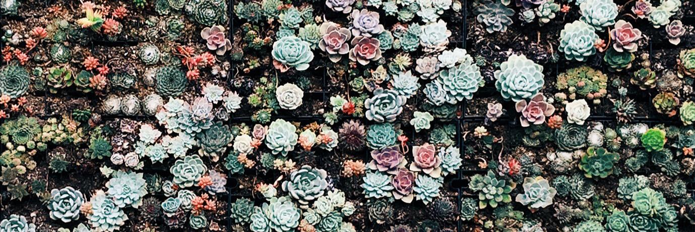 lindsay {s} thompson banner