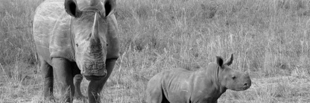 RhinoPuzzle's profile banner image