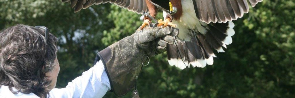 Elaine Schofield banner