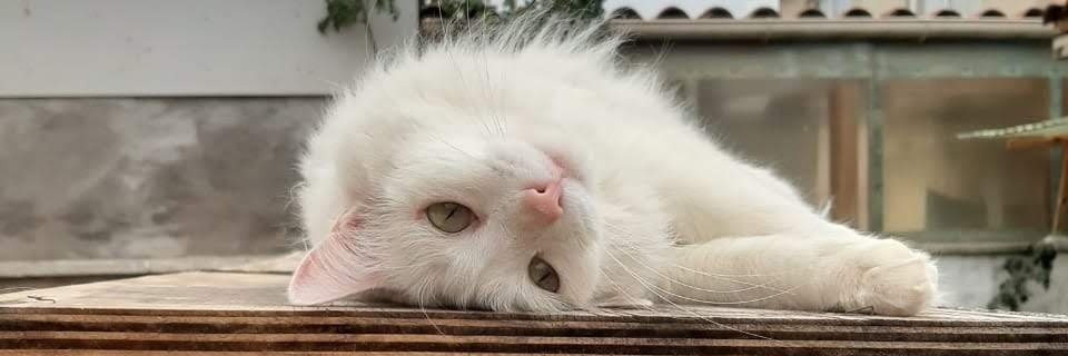 Isabel 🇨🇱 62% #KastPresidente #VotoRepublicano banner