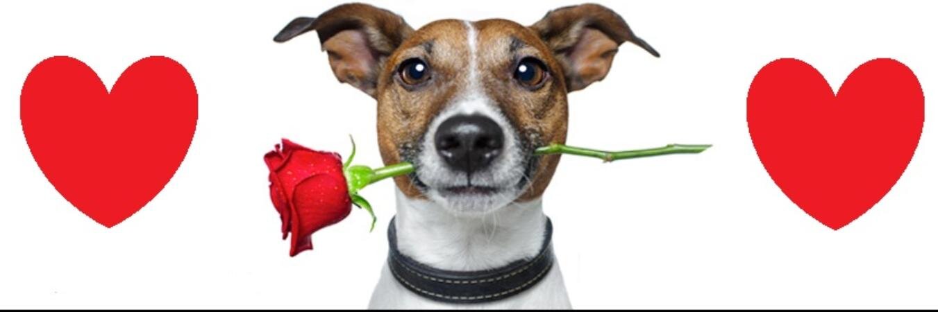 WeLoveDogsBf's profile banner image