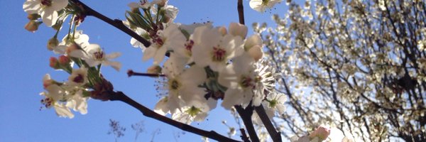 PaperFairyKris Profile Banner