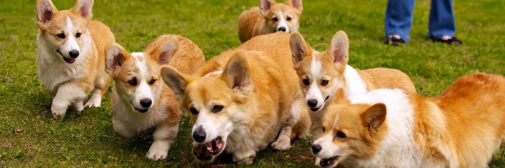 Cute Animal Pictures banner