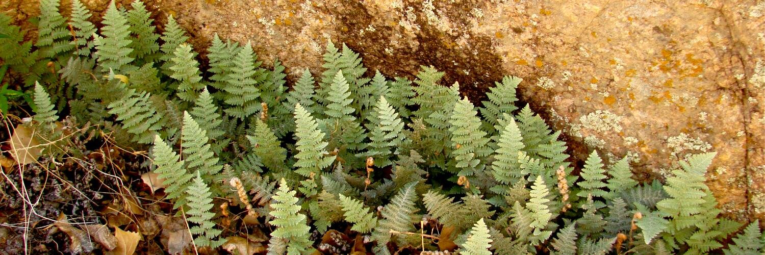 Amanda Grusz, Ph.D. banner