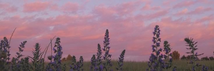 sandy_picavet's profile banner image