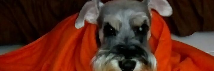 JCedrun's profile banner image