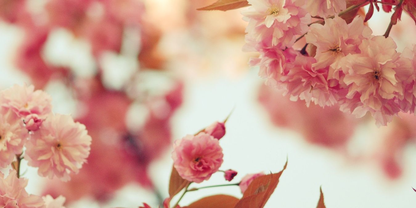 fkbellaaa's profile banner image