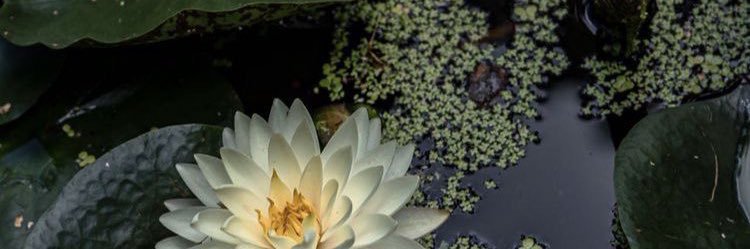 kadabaylor's profile banner image