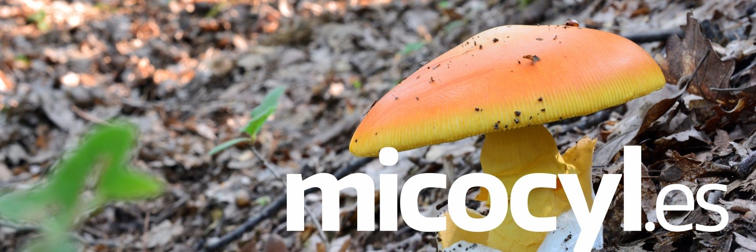 Programa Micocyl banner