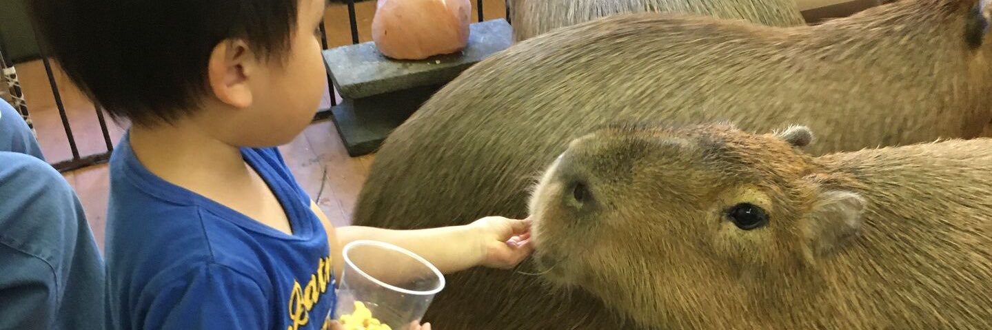 CAPYBARA LAND (Capybara Cafe & Petting Zoo) banner