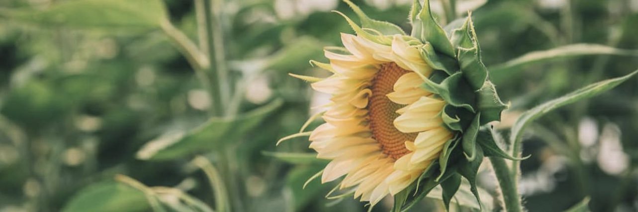 kpeaceo's profile banner image