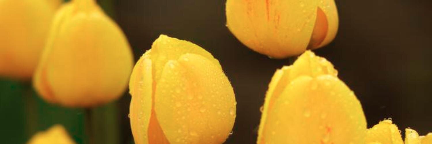 maladunja's profile banner image