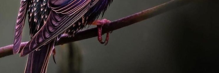 ayserapau's profile banner image