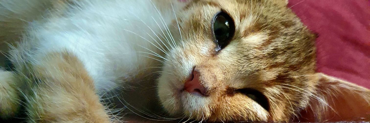 Mr Campari 🐺 banner