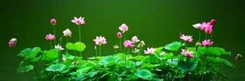 🌺Amrita🌺 banner