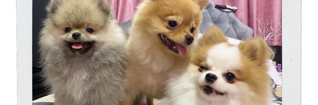 joycedecena's profile banner image