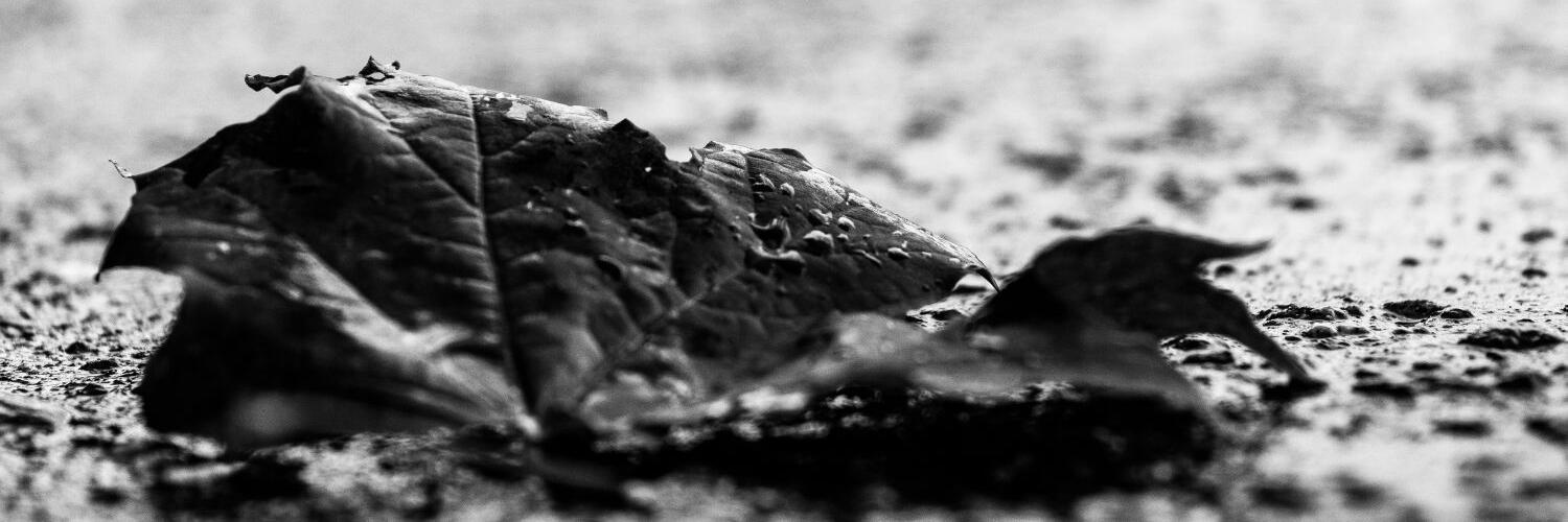 sigitina33's profile banner image