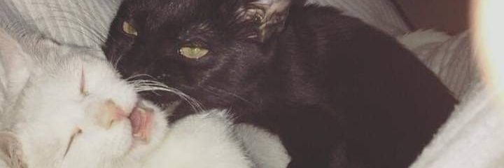 AngelXEbony's profile banner image