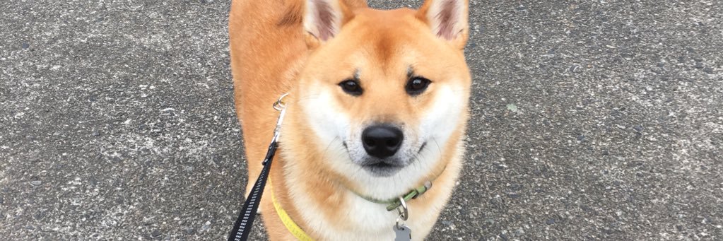 Mikiboo12's profile banner image
