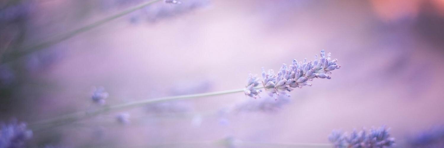 MeryLucia3's profile banner image