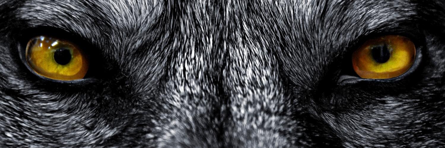 wulfpackapp's profile banner image