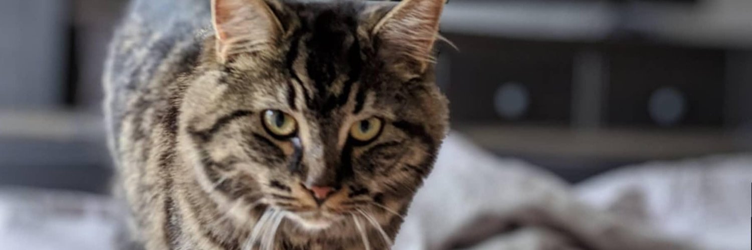 mskhmdz's profile banner image
