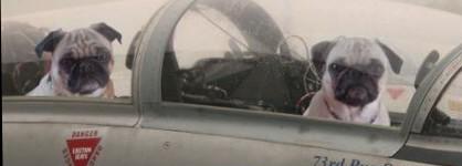 Airforcepugs's profile banner image