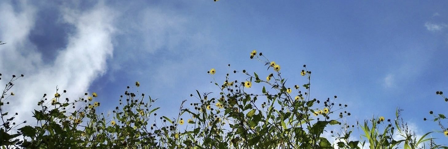trinavillz's profile banner image