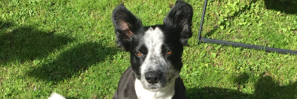 Pearce Tracey banner