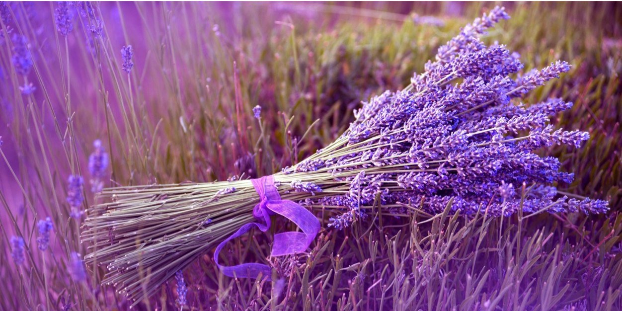 shellashndyt's profile banner image