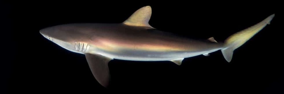 🦀Leslut de Lescel🦀 banner