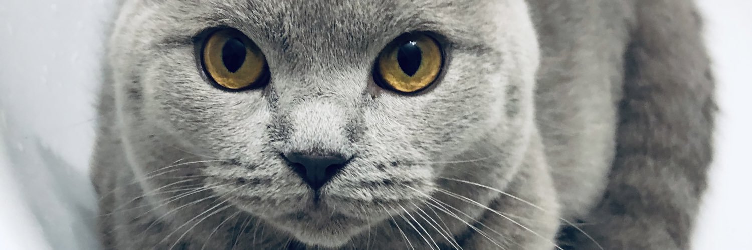 eda_kose's profile banner image