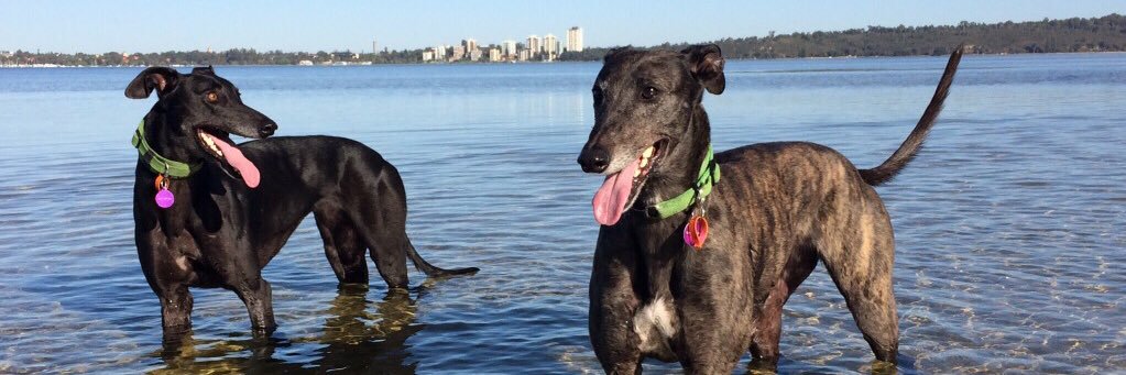Grace_hound's profile banner image