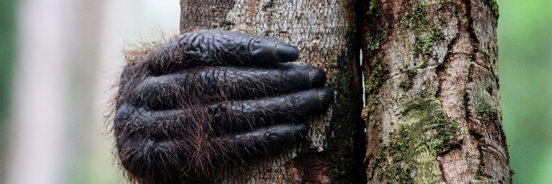 Joël Bronner banner