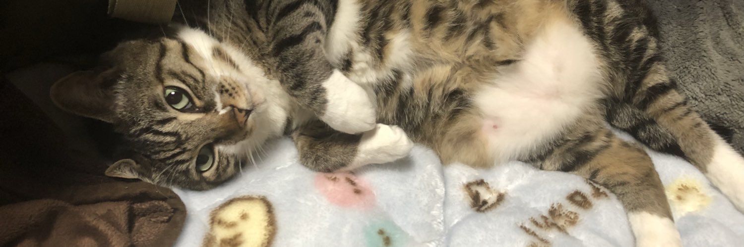 かぷちーの（momo) banner