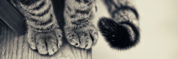 ml_bdx Profile Banner
