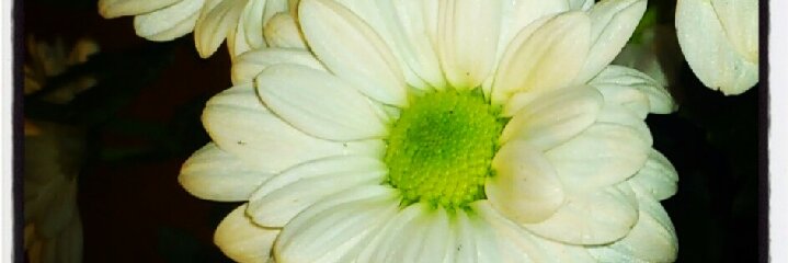 cucadivine's profile banner image