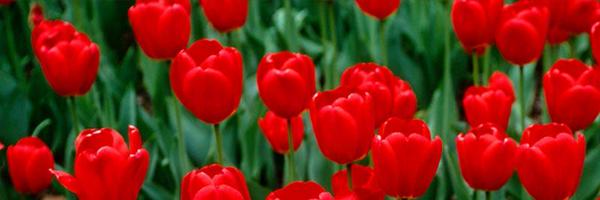 asymatturi Profile Banner