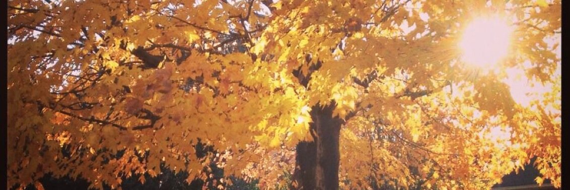 KayleyGreenday's profile banner image
