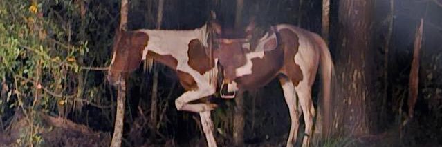 DaKountryCowboy's profile banner image