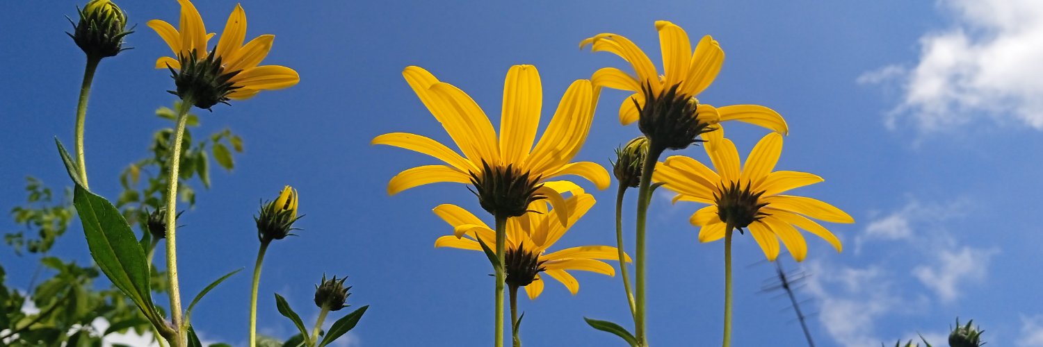 linochok's profile banner image