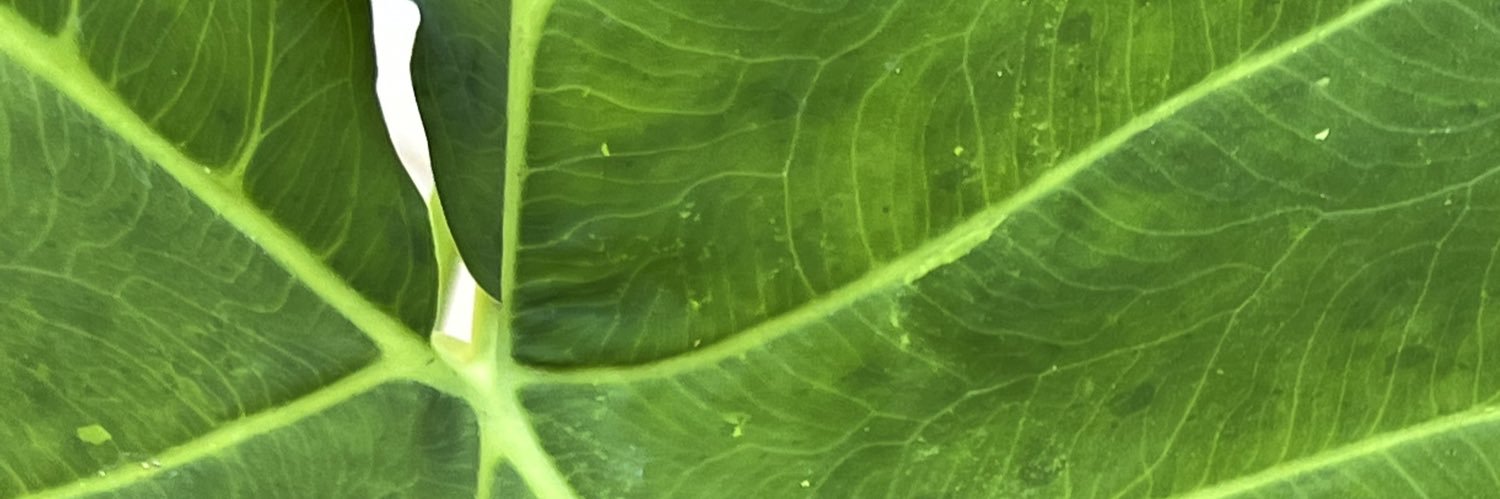 cattattack44's profile banner image