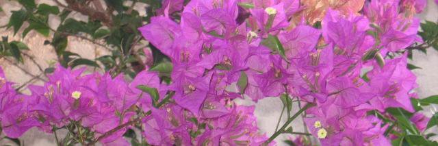ericghislaine's profile banner image
