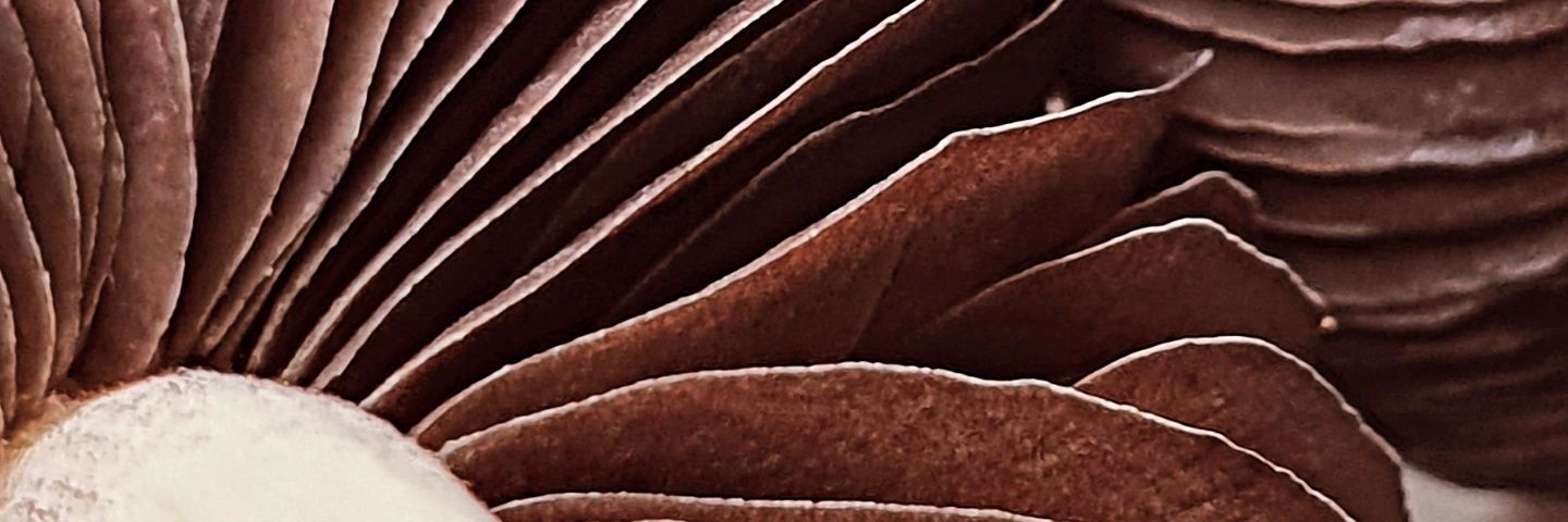 efrenjo's profile banner image