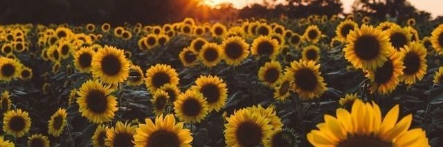 briingmeflowers's profile banner image