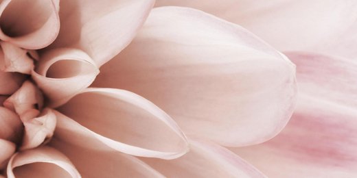 CyhaShrln's profile banner image